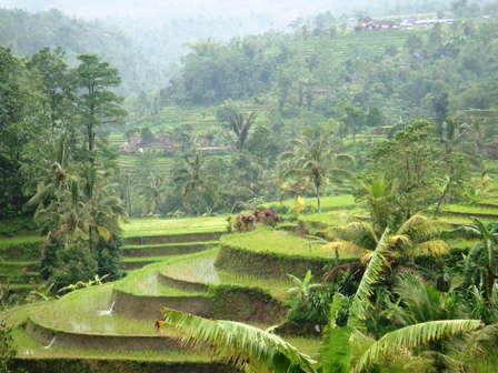 rice paddy blog