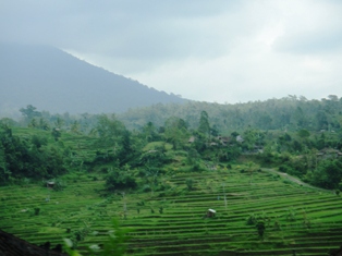 Bali - rice fields 1
